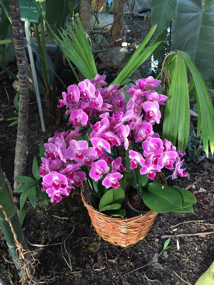 Expo : Mille et une orchidées d’Asie 10993120_10205972362207472_5422967844479492521_n