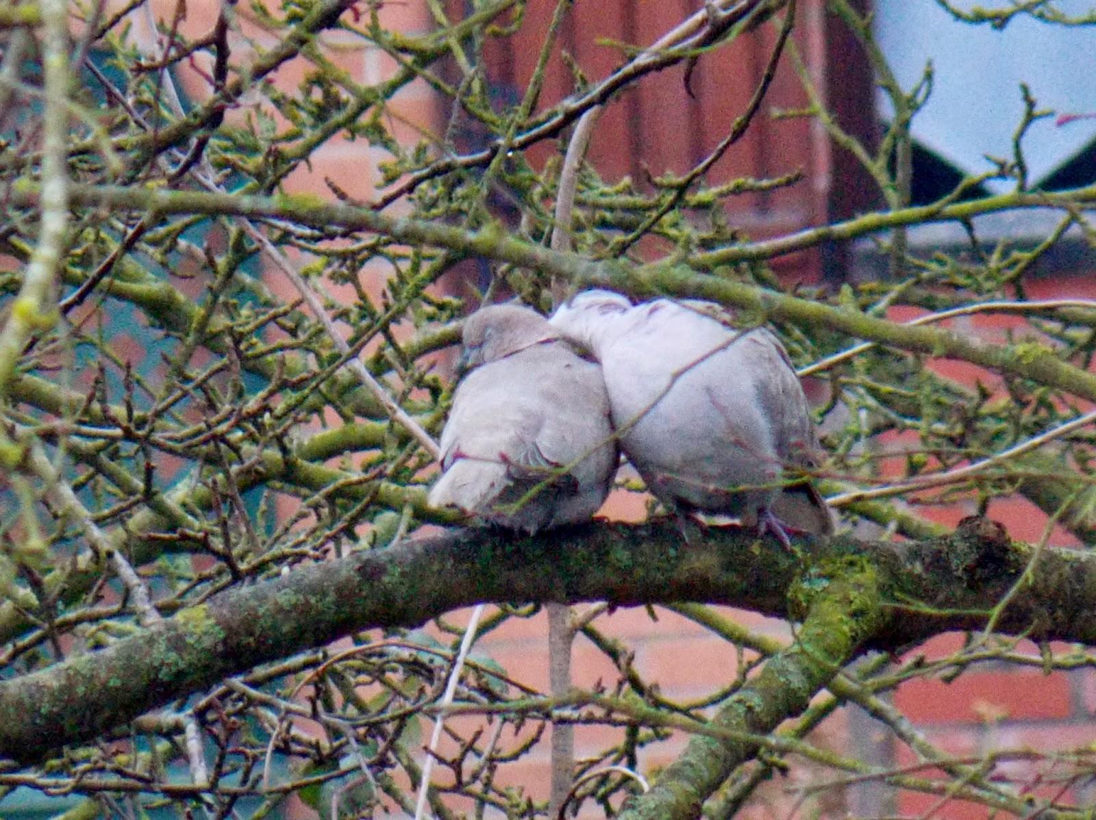 La Saint-Valentin au jardin