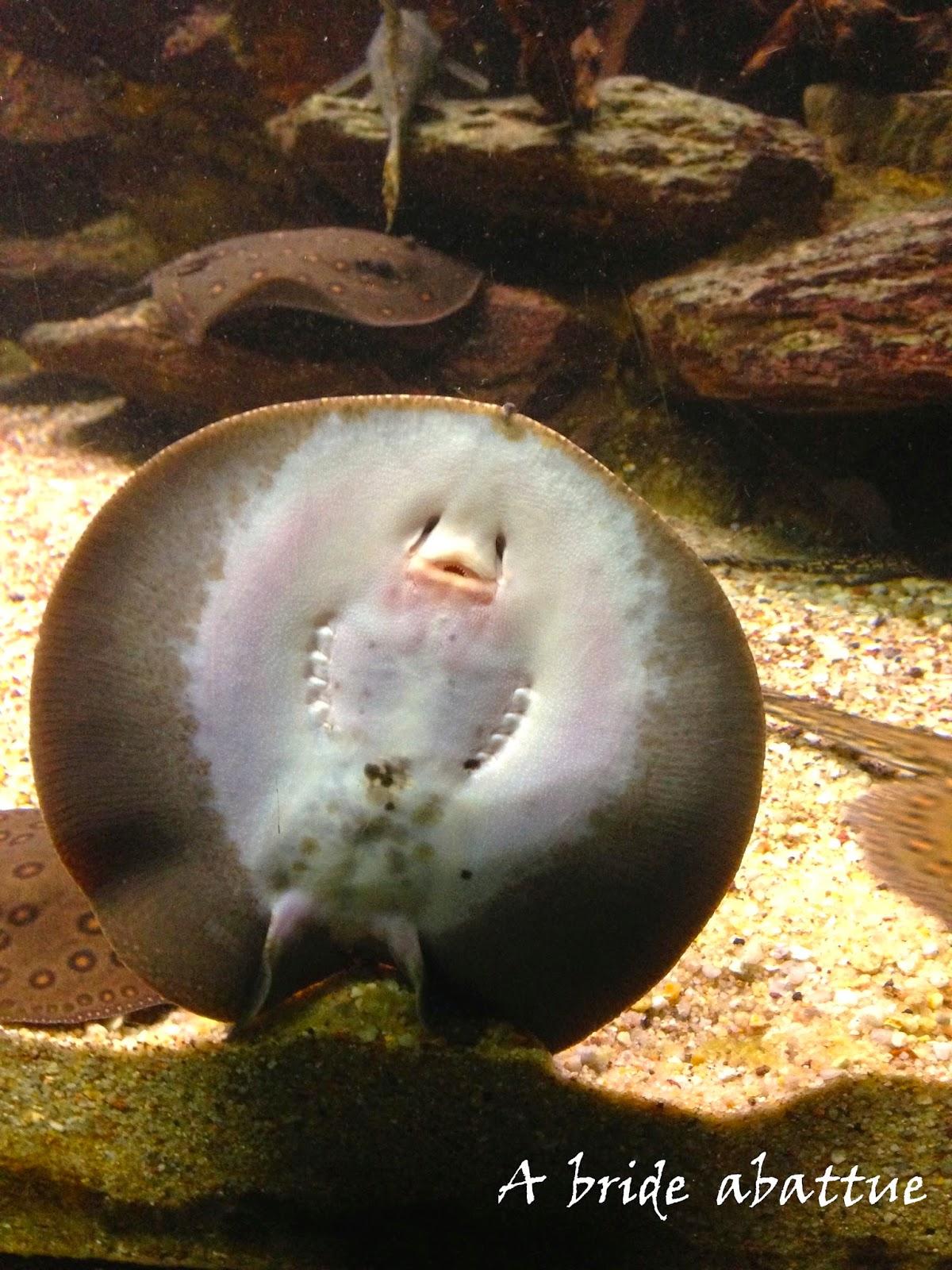 L'Aquarium de la Porte Dorée