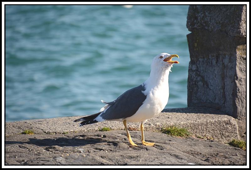 Mouette et corbeau même combat... 3.jpg