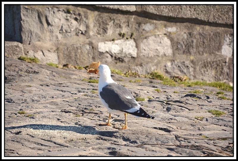Mouette et corbeau même combat... A1.jpg