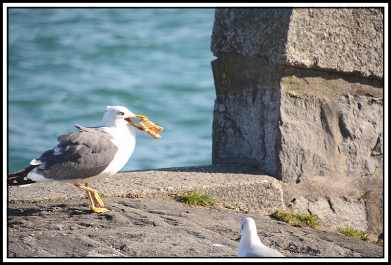 Mouette et corbeau même combat... K.jpg