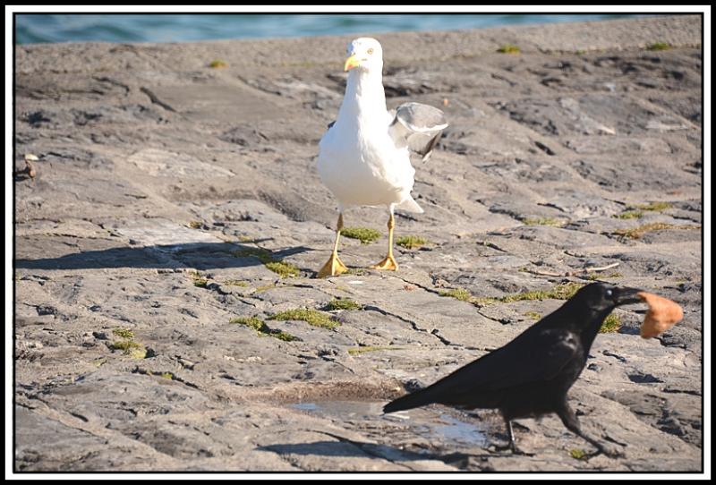 Mouette et corbeau même combat... 123.jpg