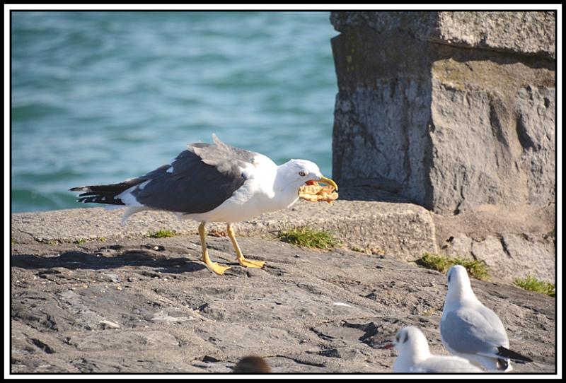 Mouette et corbeau même combat... H.jpg