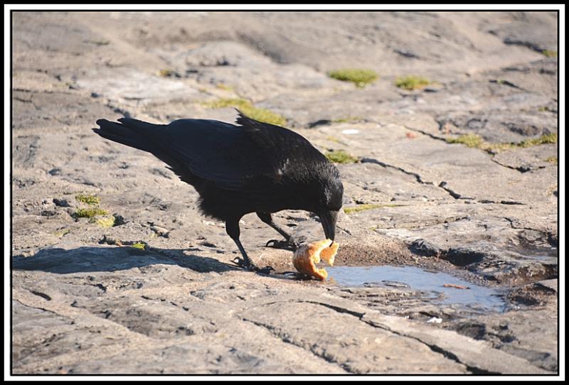 Mouette et corbeau même combat... AFD.jpg
