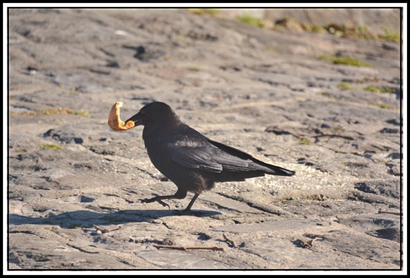 Mouette et corbeau même combat... Corbeau 1.jpg