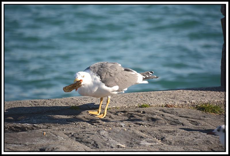 Mouette et corbeau même combat... L.jpg