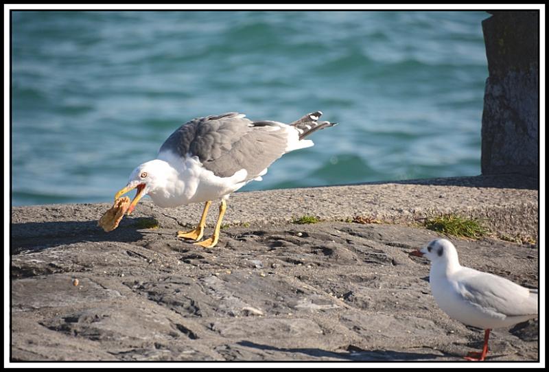 Mouette et corbeau même combat... X.jpg