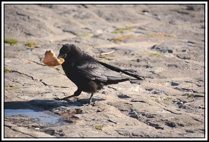 Mouette et corbeau même combat... AWET.jpg