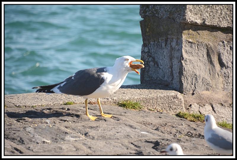 Mouette et corbeau même combat... 6.jpg