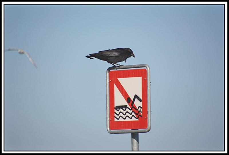 Mouette et corbeau même combat... 2A.jpg