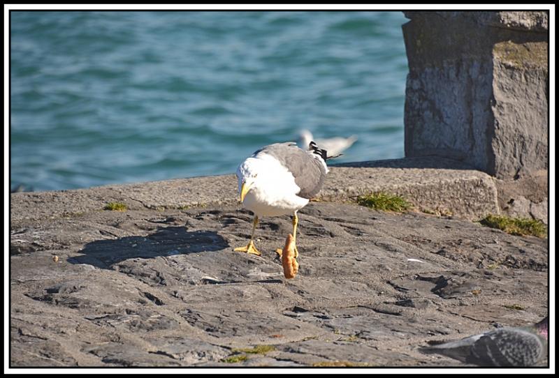 Mouette et corbeau même combat... C.jpg