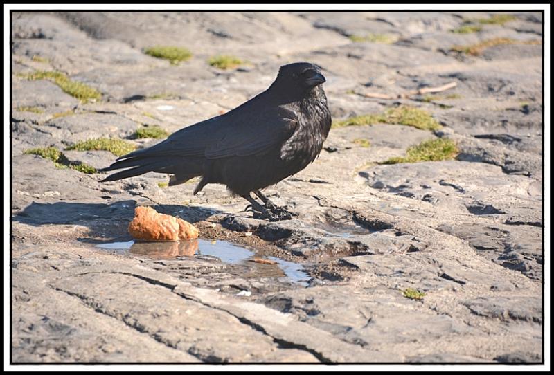 Mouette et corbeau même combat... ABCD.jpg