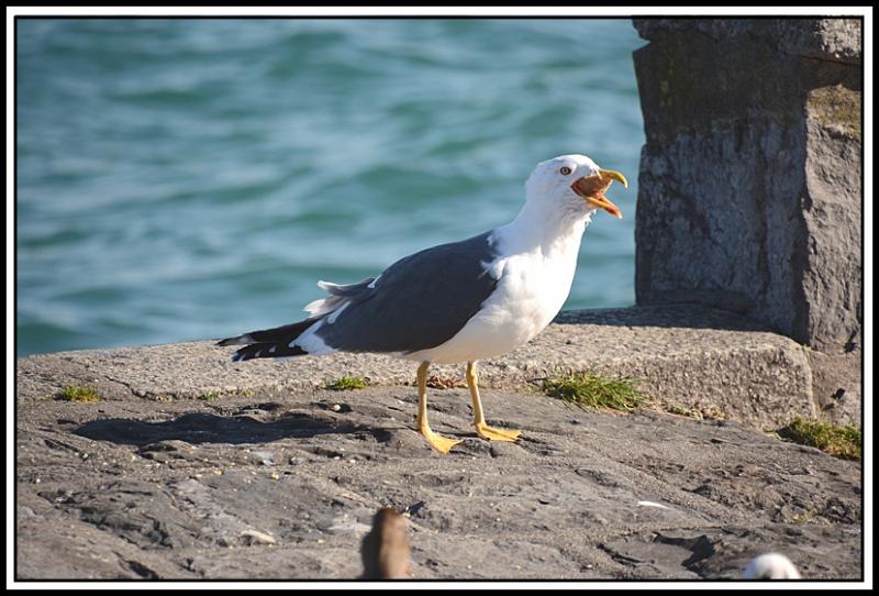 Mouette et corbeau même combat... 2.jpg