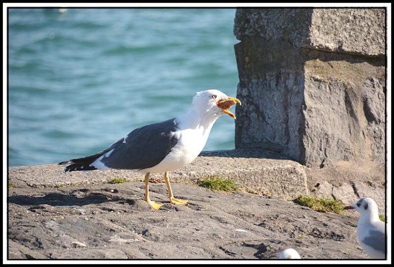 Mouette et corbeau même combat... 4.jpg