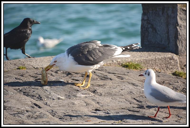 Mouette et corbeau même combat... N.jpg