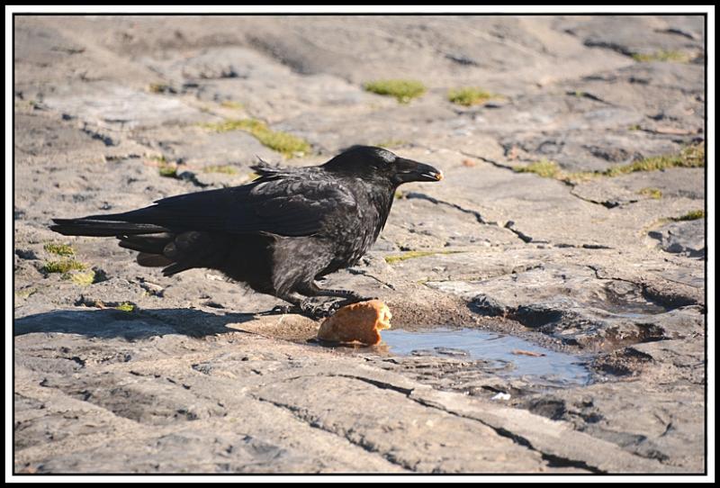 Mouette et corbeau même combat... AWE.jpg