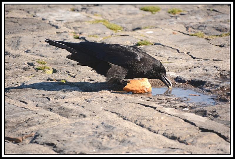 Mouette et corbeau même combat... ABVC.jpg