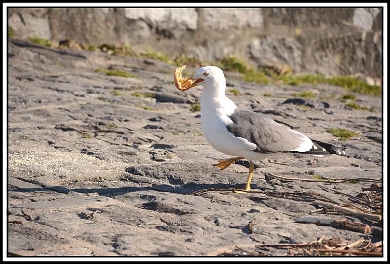 Mouette et corbeau même combat... 1AB.jpg
