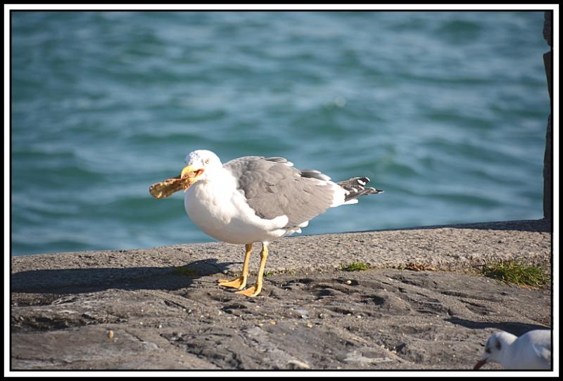 Mouette et corbeau même combat... V.jpg