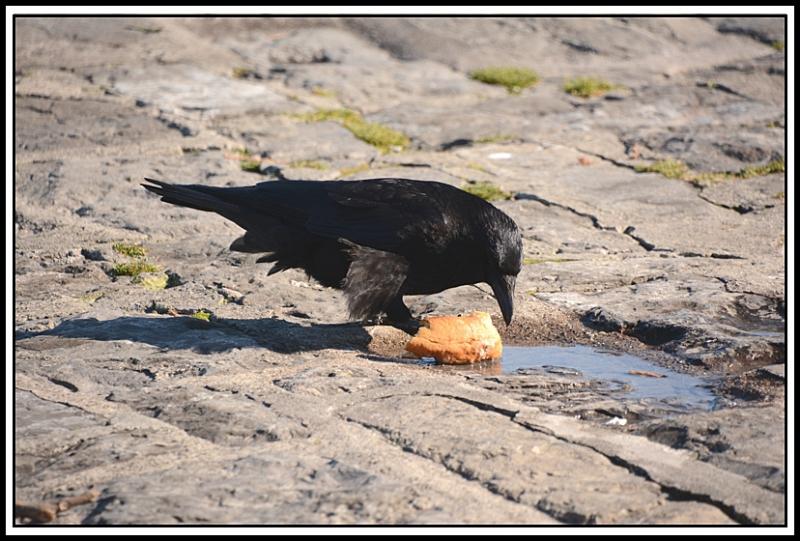 Mouette et corbeau même combat... ABCDE.jpg