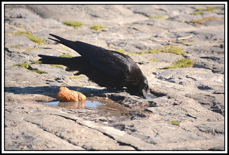 Mouette et corbeau même combat... Corbeau 2.jpg