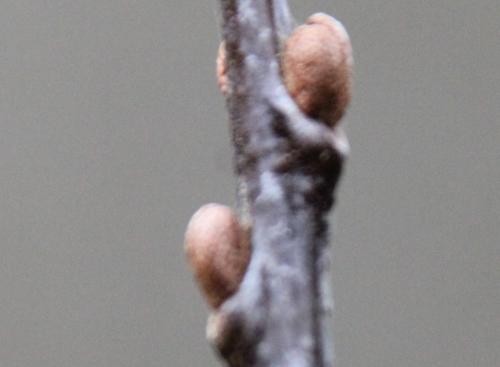 Le sexe de l'argousier Le sexe de l'argousier