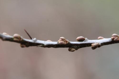 Le sexe de l'argousier Le sexe de l'argousier