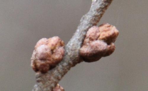 Le sexe de l'argousier Le sexe de l'argousier