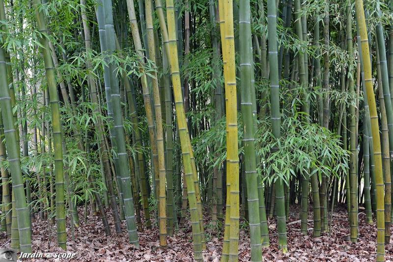 Bambouseraie du Parc Floral de la Source