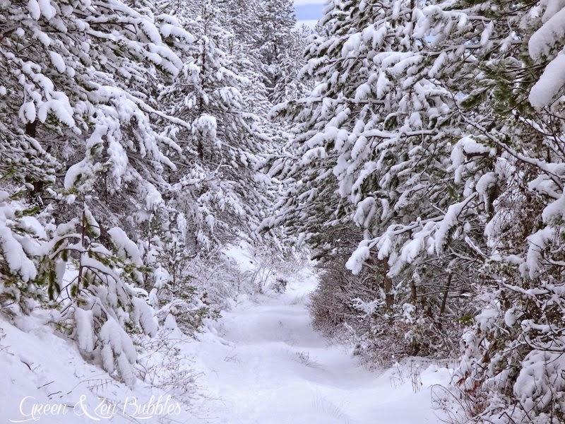 Le chemin qui mène à la forêt Le chemin qui mène à la forêt