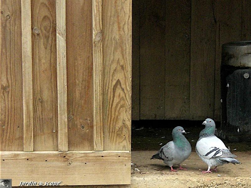 Pigeon biset • Columba livia • Famille des Columbidae