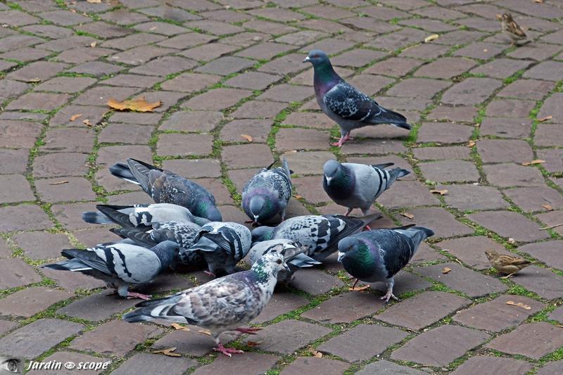Pigeon biset • Columba livia • Famille des Columbidae
