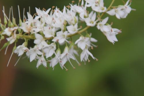 Hebe traversii Hebe traversii