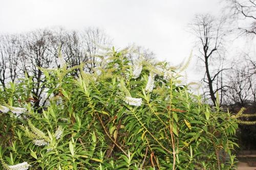 Hebe traversii Hebe traversii