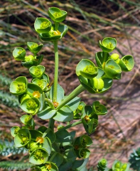 Euphorbe des dunes (Euphorbia paralias)