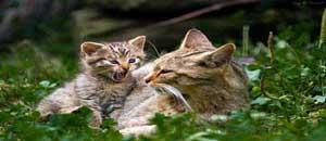 Traceur GPS pour chat: lequel choisir 06-traceur-gps-chat