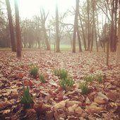 Les jonquilles sont sorties (juste le feuillage... Les jonquilles sont sorties (juste le feuillage mais le reste est pour bientôt): printemps J-presque rien!