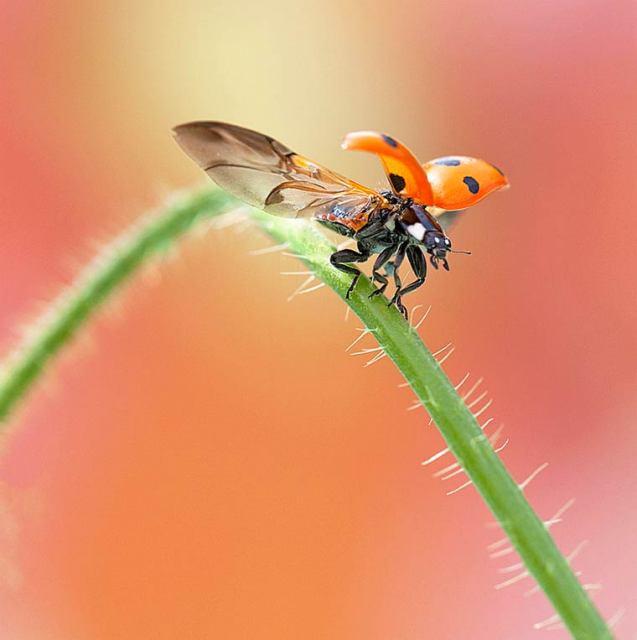 Click for a larger view Tomasz Skoczen Petite Coccinelle ŕ la recherche de l'amour