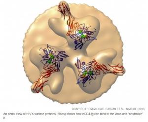 SIDA: Un anticorps artificiel piège le VIH via ses deux récepteurs – Nature et Science