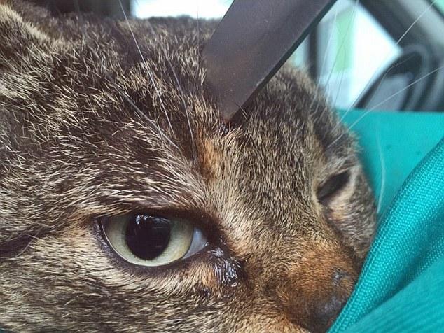 Ce chat a un couteau de cuisine planté dans la tête