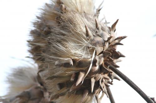 Tendres feuillages Tendres feuillages