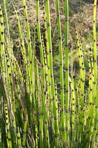 Tendres feuillages Tendres feuillages