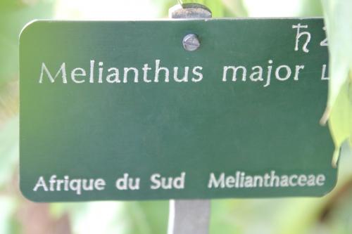 Tendres feuillages Tendres feuillages