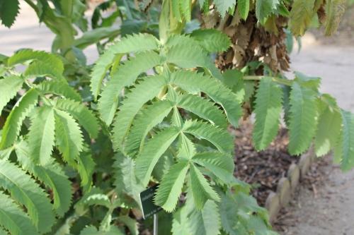 Tendres feuillages Tendres feuillages