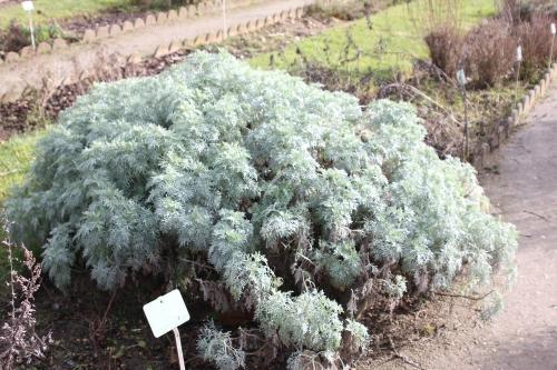 Tendres feuillages Tendres feuillages