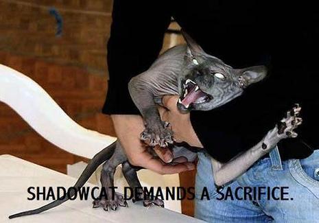 Les chats font leurs show.