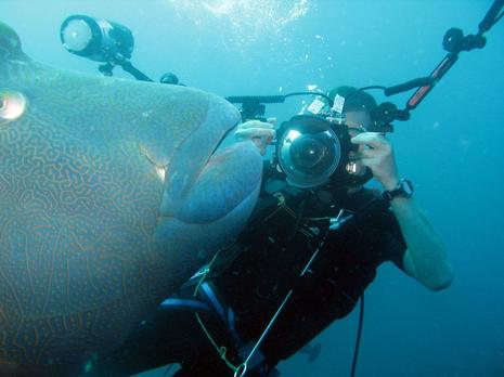 Poisson Napoléon Poisson Napoléon