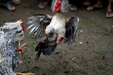 Combats de coqs en Indonésie © Adam Cohn