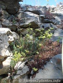 Une plante grasse: le sedum (pour rocaille, pot, toiture végétalisée)